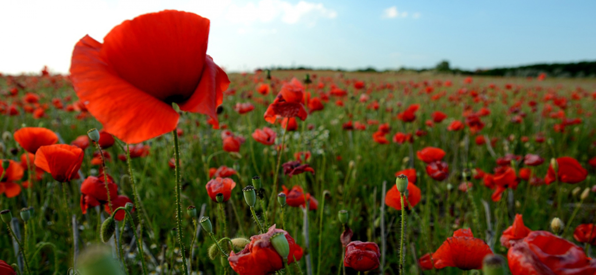 WW1 Battlefields