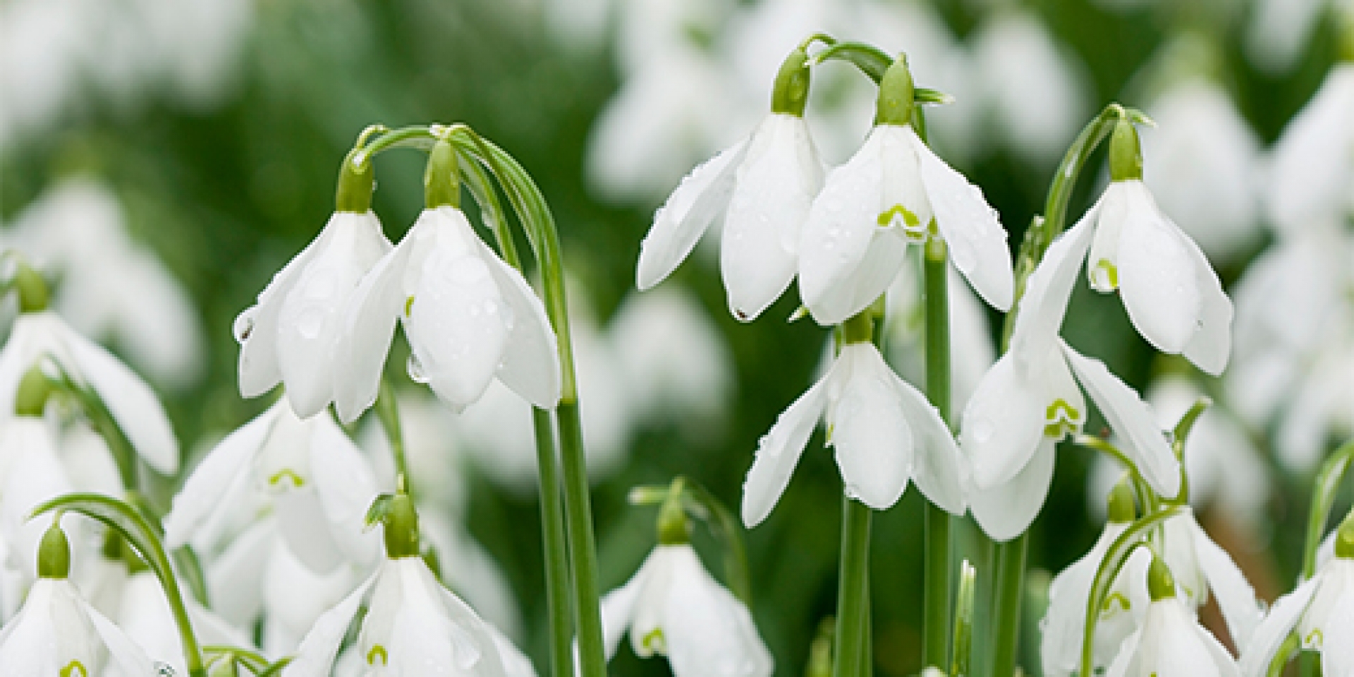 Anglesey Abbey & Lode Mill in Snowdrops