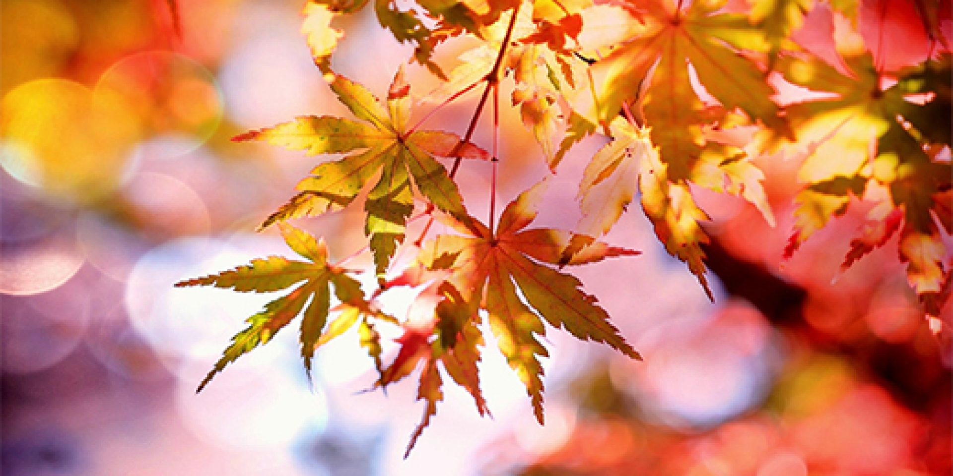 Autumn Colours at Nymans Gardens