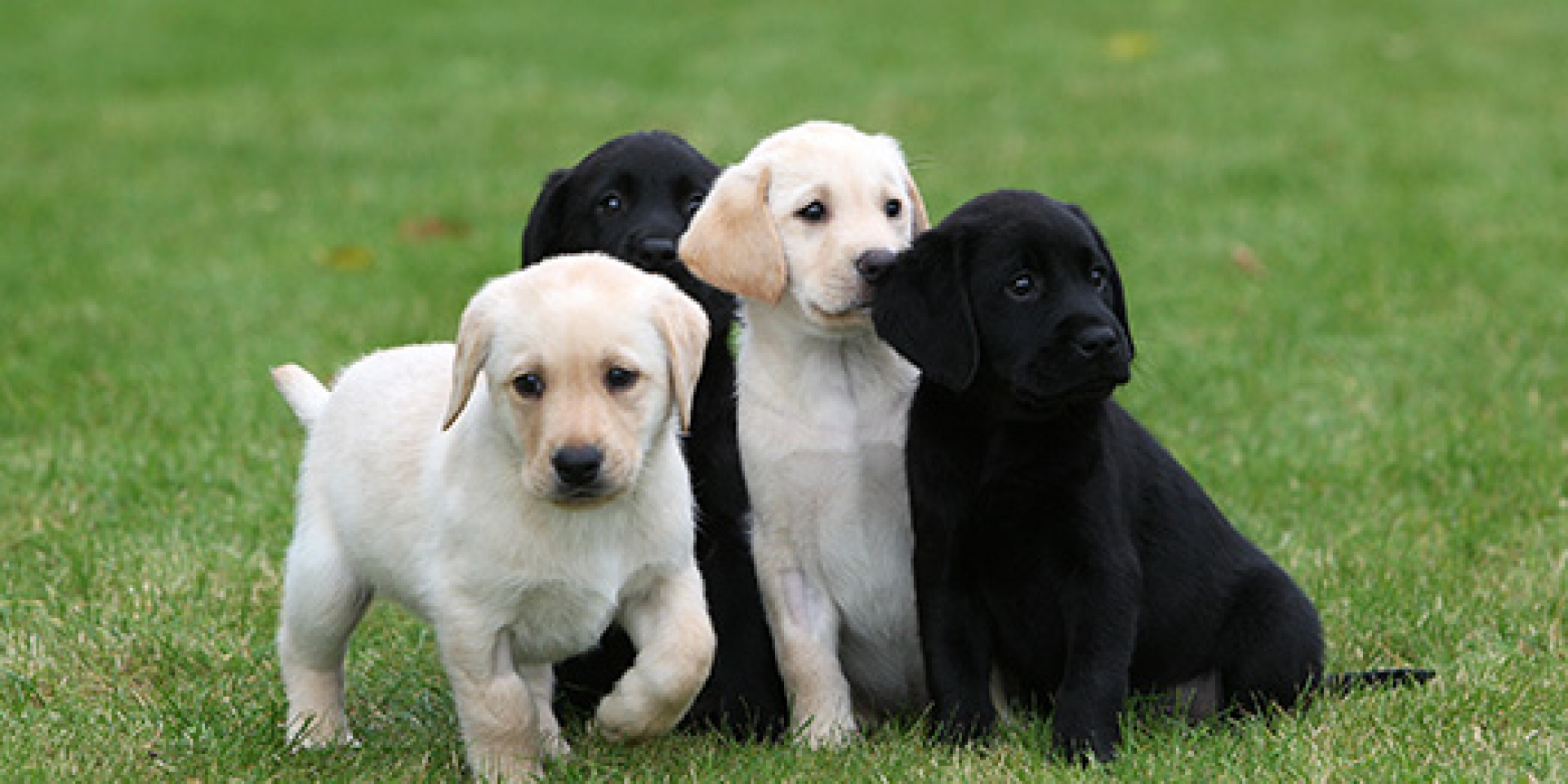 Guide Dogs - National Breeding Centre